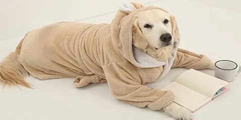 How to Choose the Best Dog Clothes Factory for Your Pet Brand？